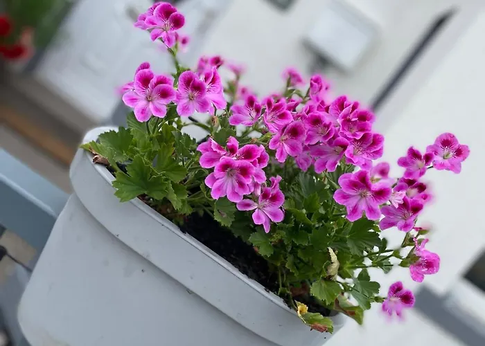 Cosy Seaside Allonby